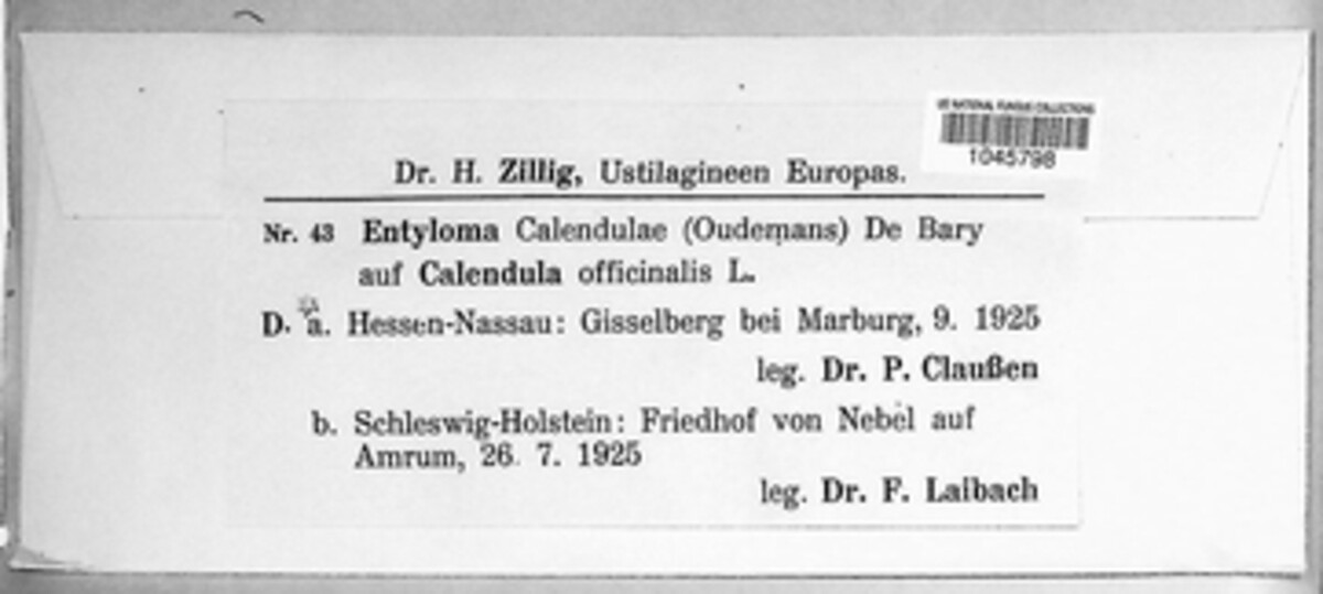 Entyloma calendulae image